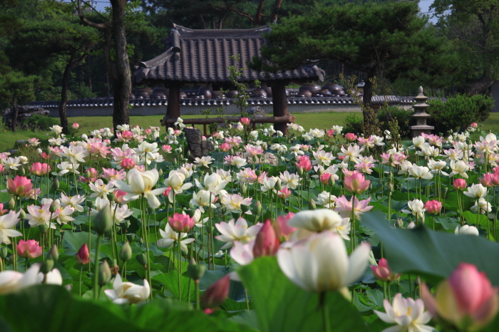 양평 세미원, 물과 꽃의 정원